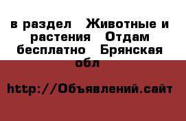  в раздел : Животные и растения » Отдам бесплатно . Брянская обл.